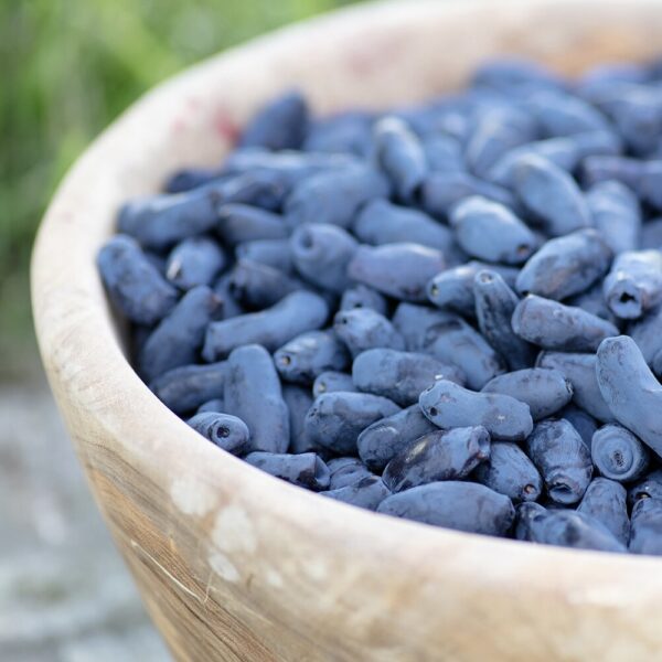 Blue Honeyberry