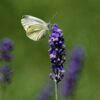 Butterfly Flower