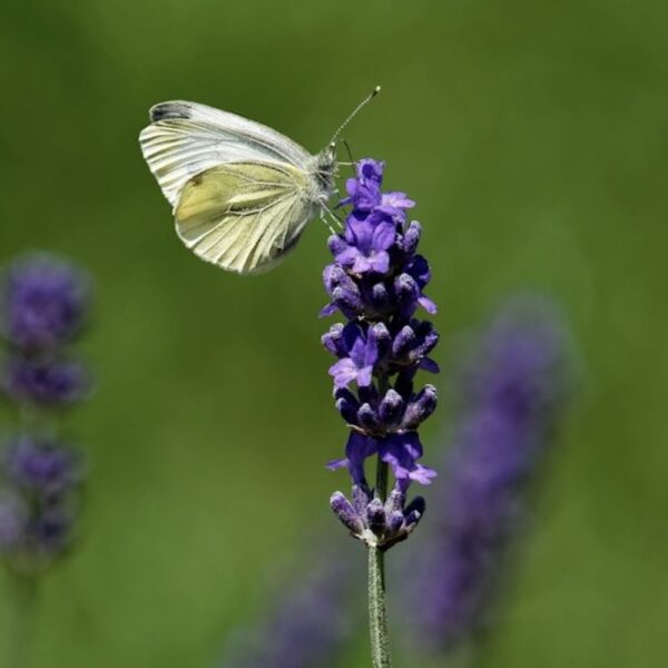 Butterfly Flower