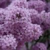 Purple Lilac Flowers