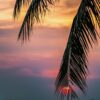 Moody Summer Sunset
