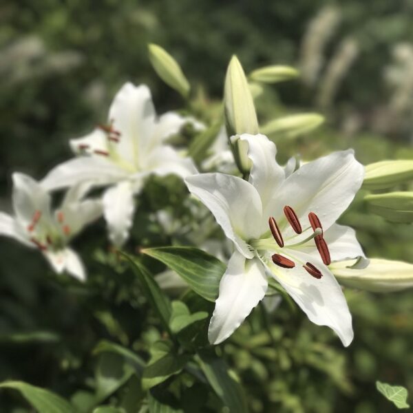 Spring Day Lily flower outside in garden