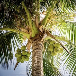 coconut on the beach