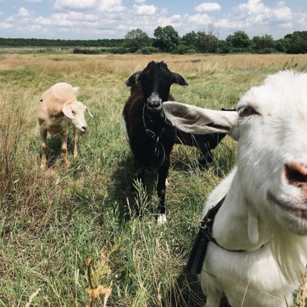 goats