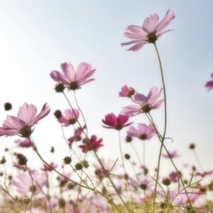 pink flowers blooming
