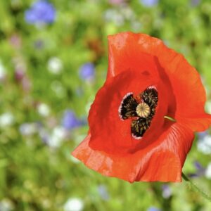poppy flower in spring garden
