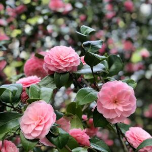 rose garden blooming