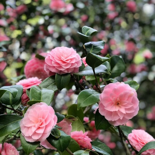 rose garden blooming